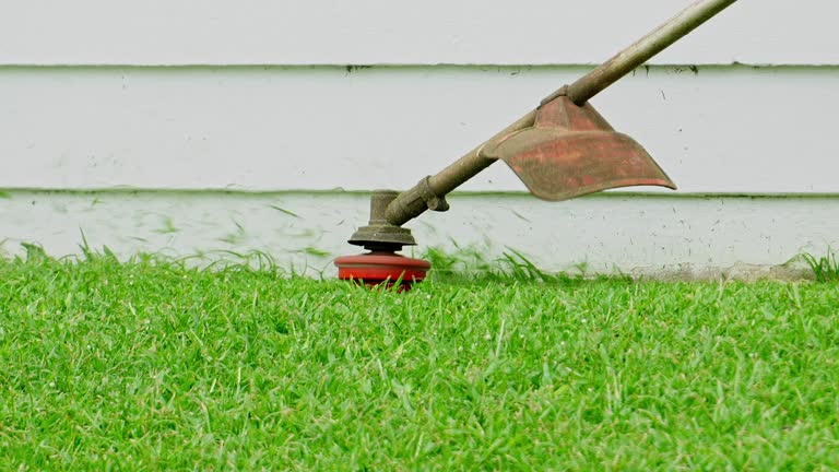 Trusted Munday, TX Tree Services Experts