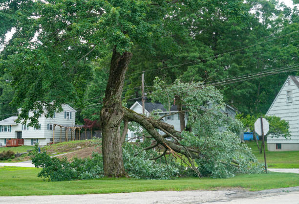 How Our Tree Care Process Works  in  Munday, TX