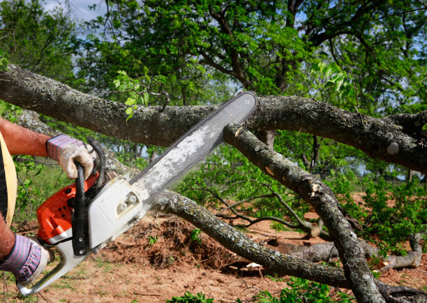 Best Firewood Processing and Delivery  in Munday, TX